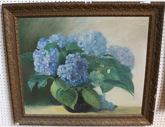 Still life - hydrangeas